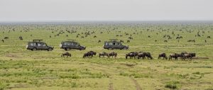 Wildebeest Migration Location Tracker