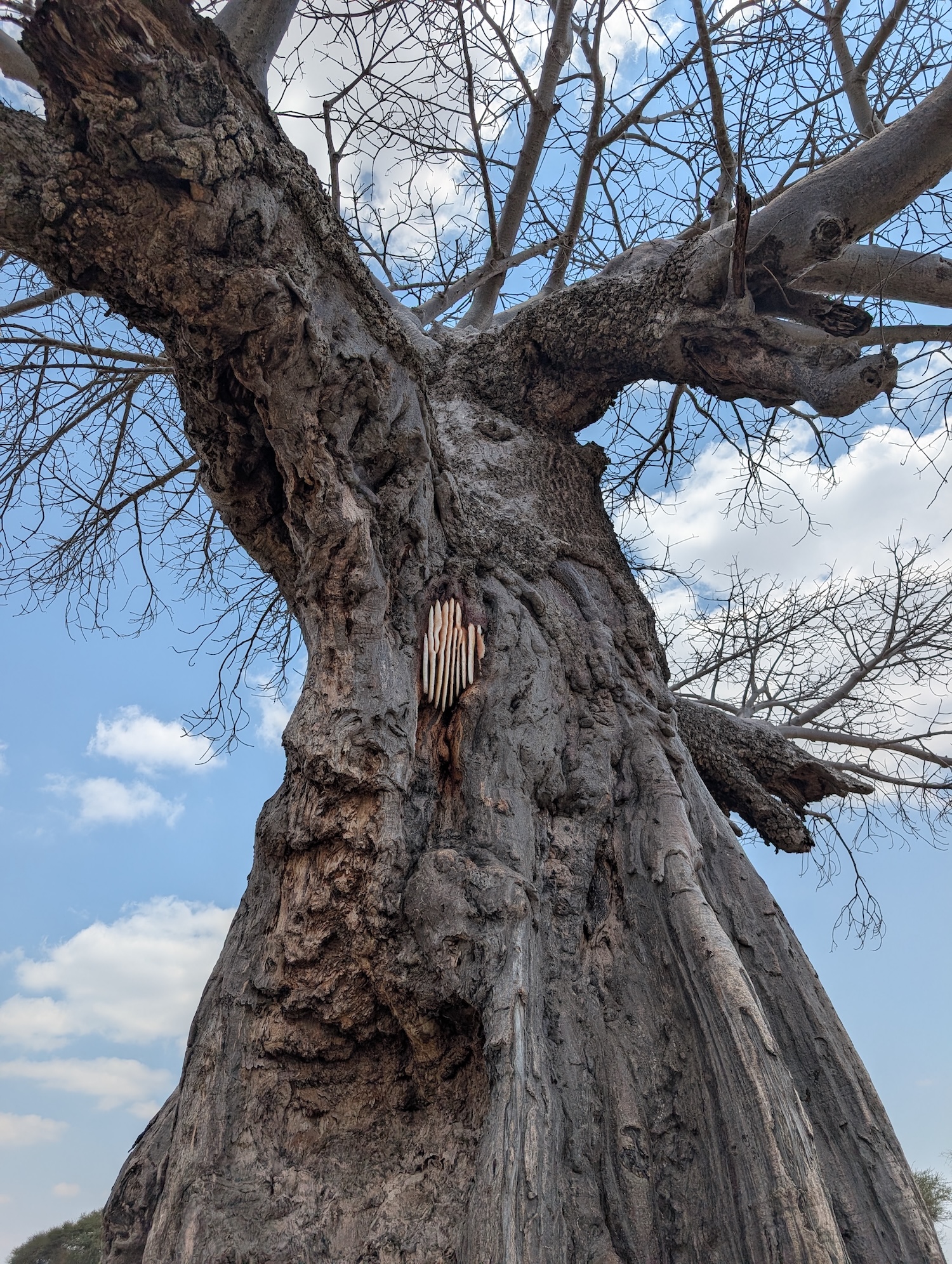 Mamire Gate Opened Tarangire Baobab