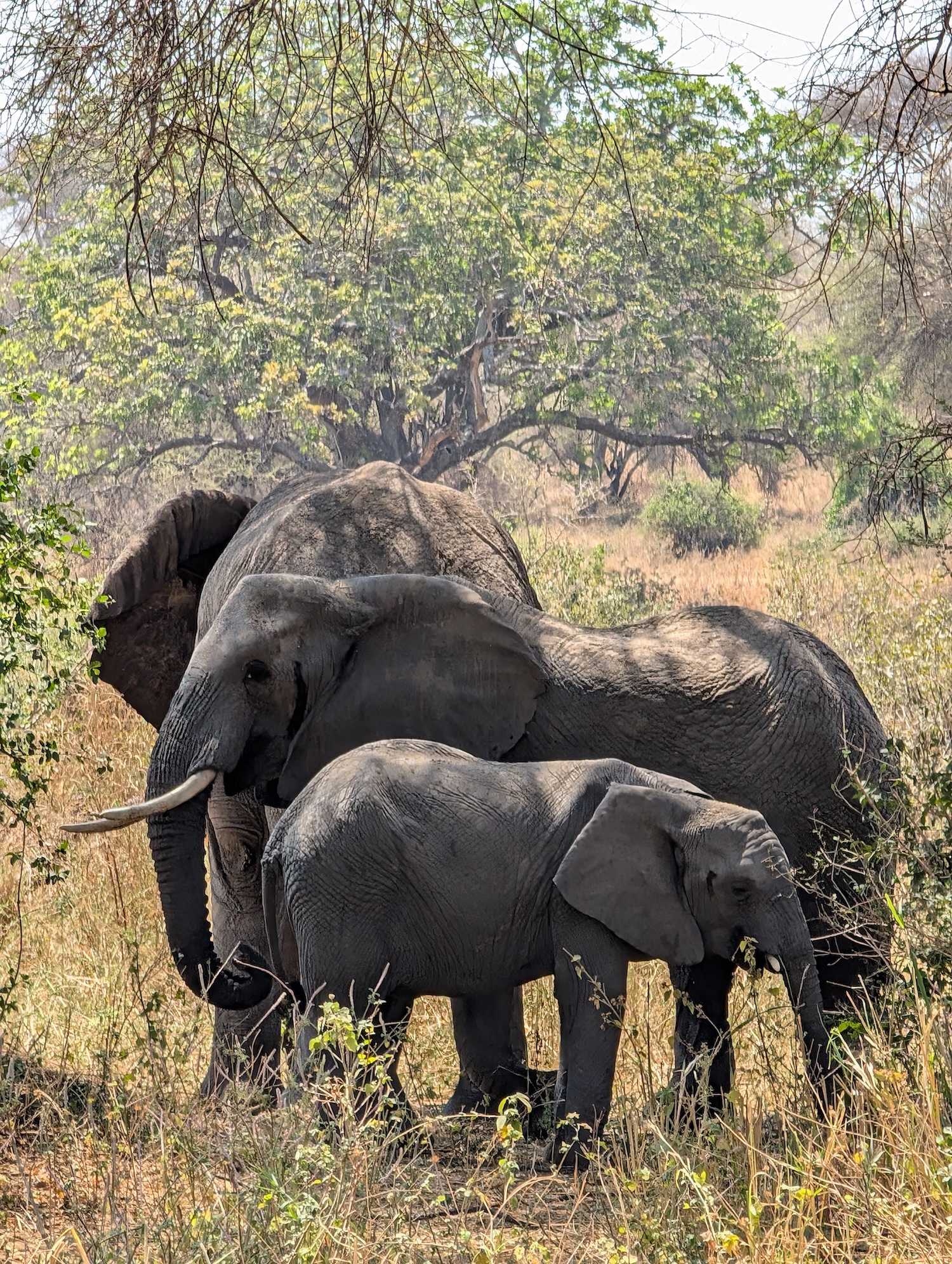 Mamire Gate Opened Tarangire Elephants